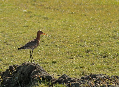 Vroeg op pad de polder in om Grutto's te spotten.
Van alles te zien en ook grutto's maar heel ver weg.
Op weg naar huis zag ik deze schreeuwerd aan de overkant van de weg op een bergje zand staan.
Hup,naar de overkant toe en maar hopen dat ie bleef zitten,en dat deed ie.
Het licht was nog erg mooi wat het gras een frisse voorjaars kleur gaf.