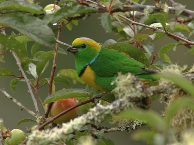 In een verwaarloosde plaatselijke boomgaard wilde onze vogelgids ons iets heel bijzonders laten zien. Deze Goudbrauworganist was ik inderdaad nog niet eerder tegengekomen in Costa Rica