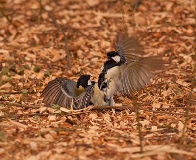 Soms komt je onderwerp letterlijk uit de lucht vallen. Deze twee vielen al knokkend uit een boom voor me op de grond.