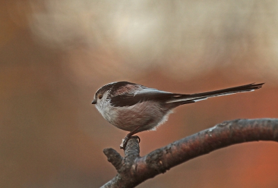 Elk jaar komen er meer vogels in onze tuin,echt een vogeltuin,ik mag geen reclame maken,maar het voer van Vivara is zo top daar komen ze echt op af!
Dus nu ook een stuk of 6 staartmezen en ik denk dat er ook een witkop bij zit,even goed kijken nog.
Gemaakt tegen zonsondergang met weer prachtig licht,
het roze van de mees komt ook weer terug in de achtergrond.