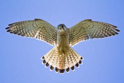 De torenvalk gefotografeerd tijdens het bidden op een dijktalud. Deze bleef heel mooi boven me hangen en kon ik hem van recht onderaf fotograferen. Een hele serie kunnen schieten. Deze vond ik het mooiste.