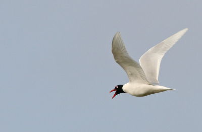 In een recente natuurontwikkeling maken kokmeeuwen zich op voor het broedseizoen. Lastig om hiertussen 3 zwartkopmeeuwen te ontdekken. Het geluid helpt dan. Hier vliegt er een over de dijk naar de westerschelde