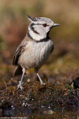 Hallo ik ben Jonathan Boot en ben 16 jaar oud.
Ik heb me nu aangemeld op bird/nederpix voor het eerst.
Vanaf mijn 13e jaar ben ik al bezig met natuurfotografie.

Mijn website is www.pbase.com/jonathan en op deeldenatuur plaats ik ook regelmatig foto's

Groeten,

Jonathan Boot