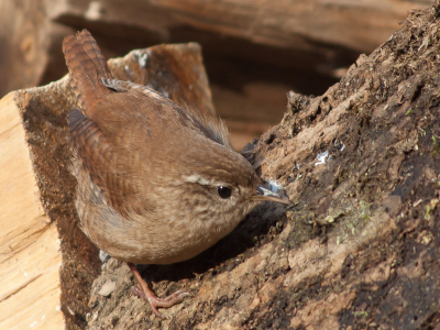 Foto gemaakt in de achtertuin op een stapel openhaard hout. Vaag zonnetje met 70-300mm IS zoomlens van Canon.