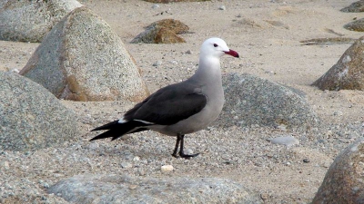 Iedereen heeft altijd de mond vol over Ross meeuw (en terecht), maar deze mag er toch ook wezen (de vogel dan).