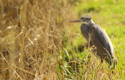 Op mijn dagelijkse route naar huis door de akkers, zag ik in mijn ooghoek deze juveniele Blauwe Reiger zitten. Met het tegenlicht van de zon niet optimaal, maar omdat het hier een juveniel betreft, toch het plaatsen waard denk ik.