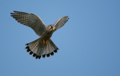 Na uren lang wachten kwam deze torenvalk steeds dichterbij. Hier zat hij boven mij te bidden.