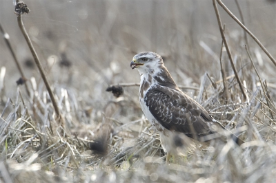 Langs de weg zat deze  Buizerd in licht kleed op een stengel in het land. Later dook hij op een muis. Hier zie je zijn victory blik na zijn vangst.
