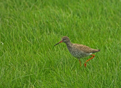 Even een lekker voorjaars plaatje van vorig jaar.
Mals hoog,groen gras en zo'n prachtige tureluur,als je op wilt vallen moet je het zo doen!