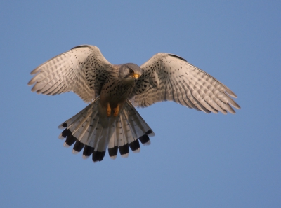 Na uren lang wachten kwam deze torenvalk steeds dichterbij. Hier zat hij boven mij te bidden.