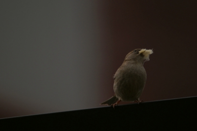 Deze kwam ineens naast me zitten. Is er wel erg vroeg bij of is het brood. :-) Belichting stond zo omdat ik (te) snel reageerde met dit als resultaat.