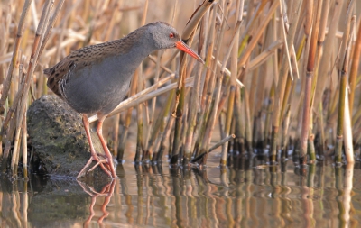 Hopelijk begint de waterral nog niet te vervelen. Hier lijkt hij last te hebben van koudwatervrees.