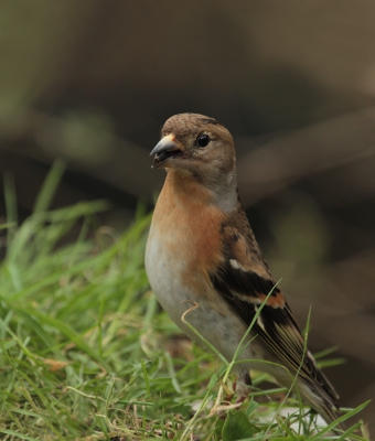 De kepen zijn nog volop in de tuin en genieten van mijn zelfgemaakte grasveldje.
deze foto gemaakt vanuit mijn tentje-3 mtr afstand,hij wist dat ik er in zat gezien zijn oplettende houding.