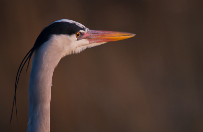 Deze reiger stond nog even van de zonsondergang te genieten voordat hij zn bedje op zocht.

Helder weer, zeer laagstaande zon.