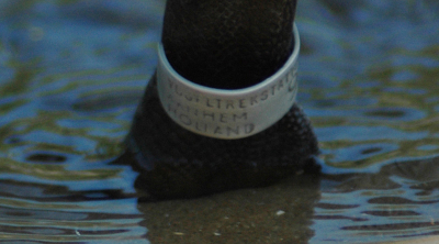 Ring van de zwarte zwaan