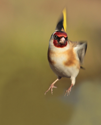 Laatste maanden actie-vlieg foto's proberen te maken van de vogels in onze tuin,en soms na heel veel foto's en verschillende instellingen in de camera komt er een uit waar ik best blij mee ben.
Tussen 16.30 en 18.00 als de zon onder gaat doe ik dat het liefst,de kleuren vind ik door het licht dan het mooist.