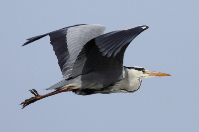 Heb besloten om me wat meer te richten op vogels in de vlucht. Deze volwassen blauwe reiger kwam mooi dichtbij voorbij vliegen.