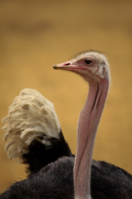 Op safari in Tanzania genomen (in de Ngorongoro-krater). De gedraaide nek van deze struisvogel spreekt mij persoonlijk erg aan.