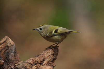 Dit beweeglijke vogeltje zit geen seconde stil en daarom lastig te fotograferen.