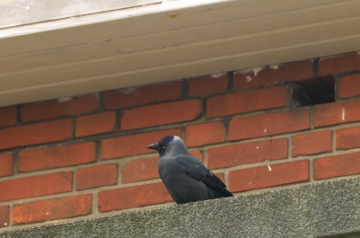 Tegenover mijn huis staan wat oudere huizen met van die leuke richels boven de ramen en daarboven ventilatieroosters voor de spouwmuren (denk ik). Bij een groot deel van de woningen zijn de roosters inmiddels weggeroest en waar ze nog niet vervangen zijn, worden de gaten gebruikt door een hele kolonie Kauwen. De partner van deze Kauw is net naar binnen gewipt. Kortom, dit is nestfotografie.