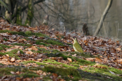 Tijdens het zoeken naar middelste bonte spechten liet deze groene specht zich even mooi bekijken. De eerste foto met mijn nieuwe 100-400mm lens.