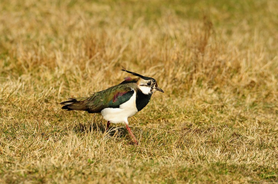 In deze tijd is de kiviet misschien wel op zijn mooist.Paraderend door het gras laat hij zijn mooie kleuren zien.