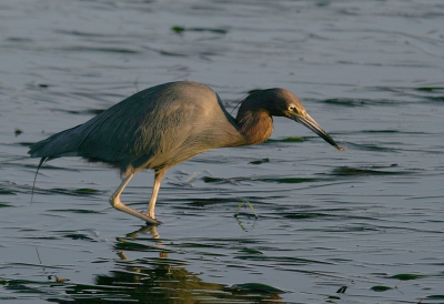 <i class='fa fa-user'></i> Peter Vercruijsse | Kleine Blauwe Reiger  <i class='fa fa-eye'> 232</i>   <i class='fa fa-comment-o'> 1</i>