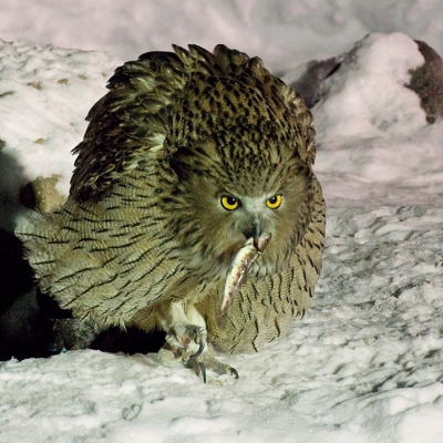 Zoals Jaap Vink al beschreef houdt het fotograferen van visuilen op Hokkaido in uren lang zitten in een auto met open raam bij -8 of -10 C. Je wordt ondertussen wel beziggehouden door Harlekijneenden die blijkbaar ook 's nachts in kleine beekjes fourageren. Het overkwam ons wel dat de uil op een avond niet kwam maar wanneer dit wel gebeurde was de kou snel vergeten.