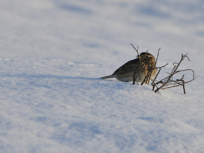 de sneeuw is weg, maar we zijn er nog niet achter wat hier voor moois zit