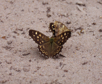 Ik wist dat nabij 't Laer veel heide is, en ook veel vlinders.
Veel ''normale'' soorten maar ook (nog een) Groentje, Kleine Vuurvlinder (zie PA) en deze Bonte zandoog.
Op het moment wilde ze net gaan paren en had er graag een foto van gehad, ''jammer genoeg'' waren er belangstellende mensen.

Kodak Easyshare Ls 443