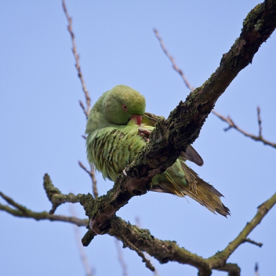 deze halsbandparkiet kwam vanaf de boom waar zijn nestholte in zit op mij af vliegen toen hij mij zag staan ,hij ging vlak boven me zitten om mij goed in de gaten te houden terwijl het nest vlak langs het pad zit waar iedereen langs loopt, een vrij drukke weg.