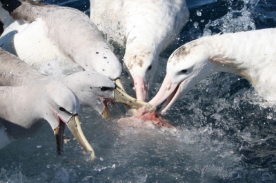 Aan het eind van onze prachtige trip de zee op werden de laatste restjes vis in 1 keer overboord gegooid! En daar wisten de albatrossen wel raad mee....