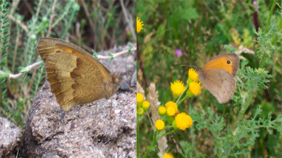 Weet niet of dit is toegestaan maargoed...
Die rechter is een Bruin Zandoogje  maar is die linker dat ook?
Ik vind hem veel ''warmer'' bruin en ook het oranje op de bovenvleugel (wat hier niet te zien is) was wat doffer dan een Bruin Zandoogje.
Alvast dank voor de reacties