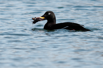 Velvet Scoter Velvet Scoter Velvet Scoter Velvet Scoter Velvet Scoter Velvet Scoter Velvet Scoter Velvet Scoter Velvet Scoter Velvet Scoter Velvet Scoter