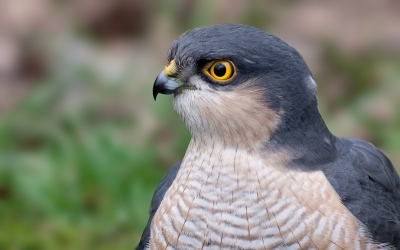 Als laatste uit de sperwerserie een kopportretje. Echt genieten als je oog in oog staat met zo'n prachtig beest.