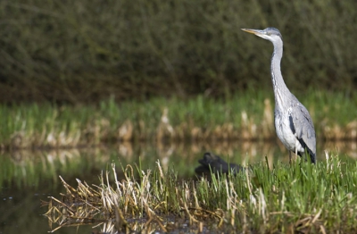Eerste foto hier. Gemaakt vanachter camouflagenet. 3hr voor de eerste reiger mij een bezoekje bracht.