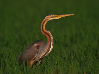 Deze Purperreiger bleef even mooi poseren aan het eind van de dag. Vergeten foto en dankzij Cardrecovery weer gevonden