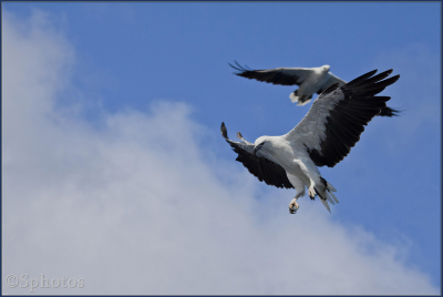 Ik heb de foto's van deze witbuik zeearenden genomen vanaf een boot nabij het plaatsje Esperance. Door het schommelen van de boot waren de vogels lasig vast te leggen maar enkele platen zijn mooi gelukt. De zee arenden zwerven vaak om vissersboten heen. Esperance leeft van visserij dus er is vrijwel altijd wel wat te eten voor deze dieren. Overigens is dat geen garantie om ze te zien of om ze te zien jagen. Een geluksmoment dus.