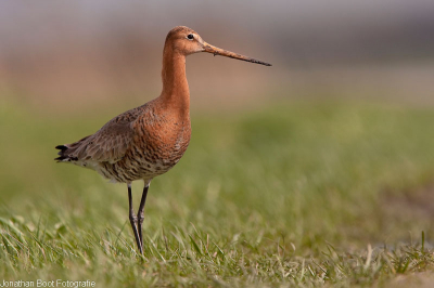 Deze grutto met de hoekzoeker gefotografeerd.
Hij was op zich wel tam.