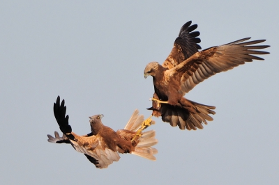 Het mooie weer en de zon die niet te hoog staat gaven mij nogmaals zin om de baltsende kiekendieven te gaan fotograferen.  Het mooie weer maakte het mogelijk om bij ISO 200 te fotograferen en toch voldoende snelheid te hebben.