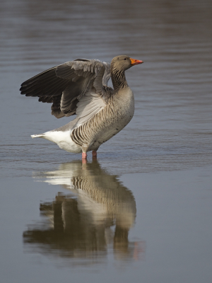 Voor de schuilhut kwam deze Grauwe Gans langsgelopen en strekte de veren uit.
Geeft nu mooi weer hoe het verenkleed is opgebouwd uit vele laagjes verschillende veren.
Mooi is de spiegeling in het water.