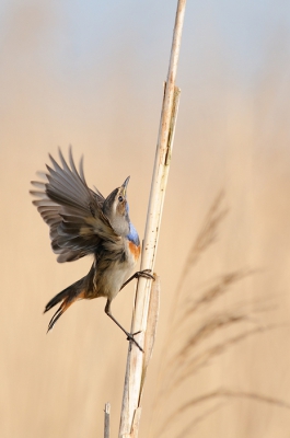 Luscinia svecica / Blauwborst / Bluethroat