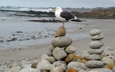Een western gull in een wat oosterse setting, in ieder geval pacifisch.