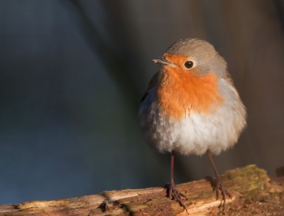 Eindelijk weer wat tijd vrij kunnen maken en afgelopen maandag vroeg op pad naar een prachtig gebied vlak bij Emmen Bargerveen, Een ware eldorado voor vogelaars. In de hoop op een ontmoeting met een roodborsttapuit. Ik heb ze wel gezien maar op een grote afstand, helaas niet kunnen vastleggen.Wel kwam ik deze nieuwsgierige roodborst tegen die zich niet stoorde van mijn aanwezigheid.