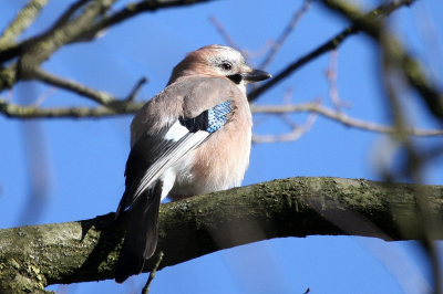 Hallo vogellliefhebbers,
hierbij mijn eerste vogelfoto op de  Birdpix.nl. Was onderweg om buizerds fotograferen, Helaas geen bfatsoenlijk buizerdfoto gemaakt  en kwam op de terugweg deze mooie vlaamse gaai tegen.