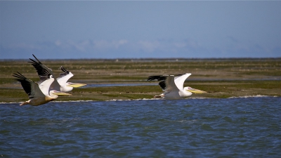 het is altijd indruk wekkend als zulke mooie vogels voor je neus voorbij vliegen.