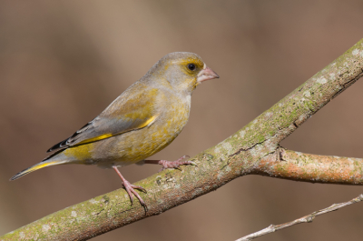Meestal een vogel die op de grond blijft maar dit exemplaar werkte fijn mee.