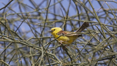 leeft in groepen in dichte struiken in de woestijn, misschien ka iemand vertellen hoe deze vogel heet.