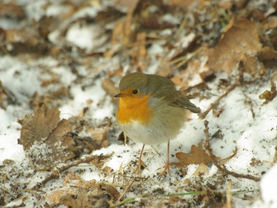 Ook al is het Lente, kijk ik graag terug naar winterfoto's van 2010. Roodborst zat vlak bij Koperwiek die op zoek was naar iets te eten.