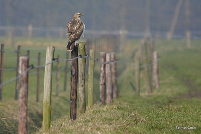 Na diverse pogingen eindelijk een Buizerd kunnen fotograferen. Niet gecropt omdat de omgeving net zo mooi was als de Buizerd zelf.